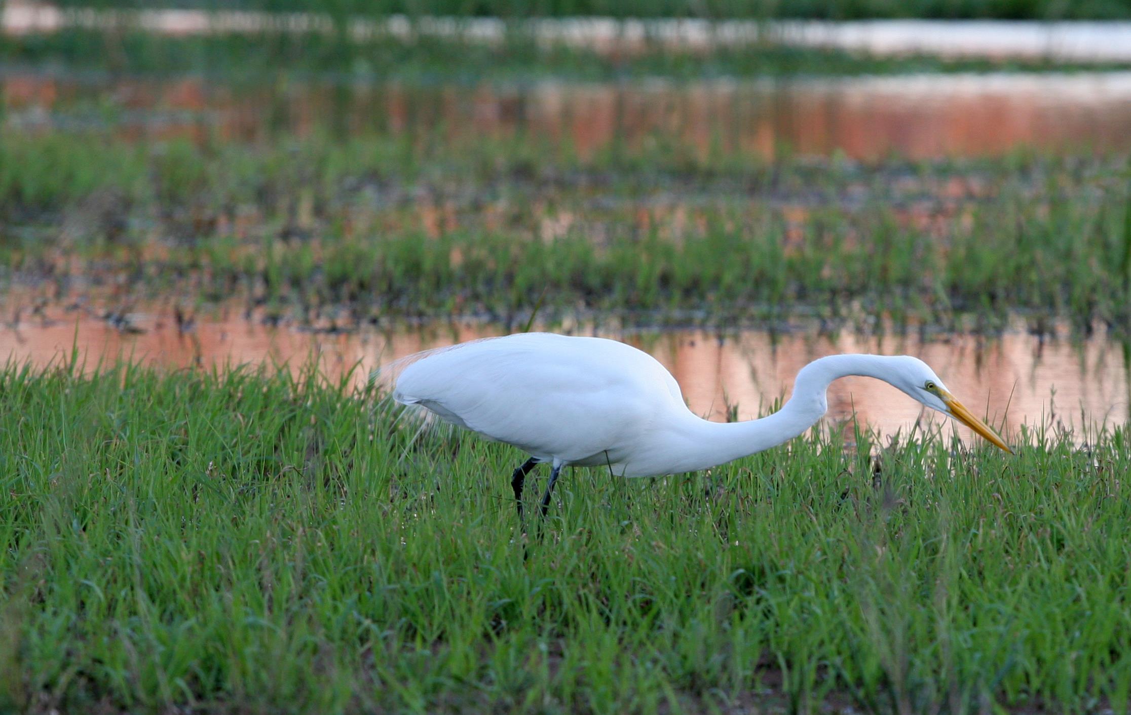 SETexasCrane