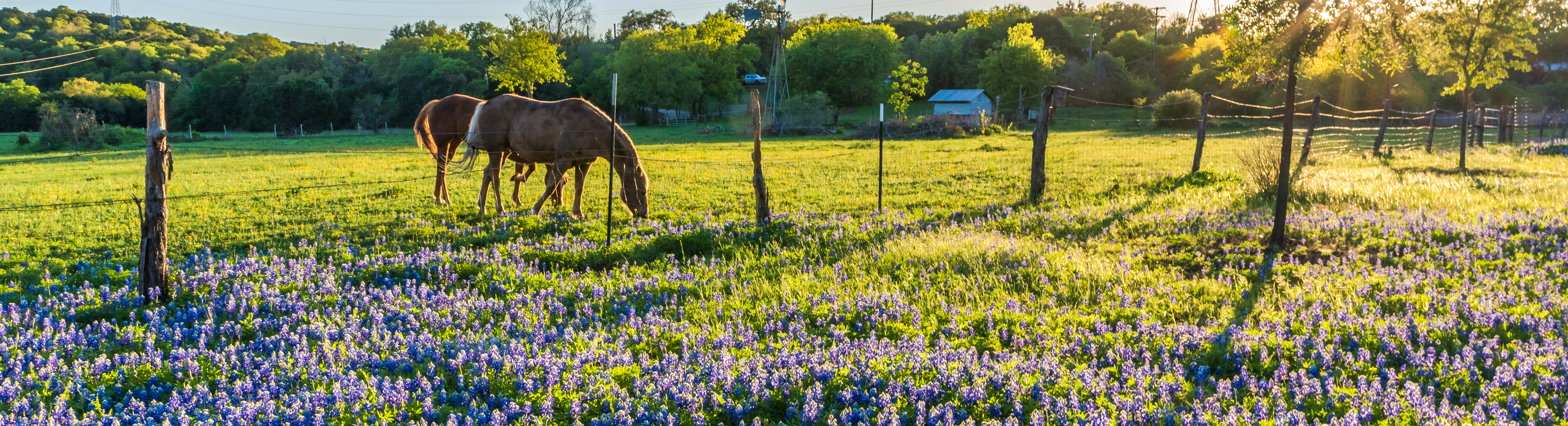 CenTexBluebonnetsHorses